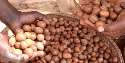 Editorial: TCDA should resort to consultative pricing!
