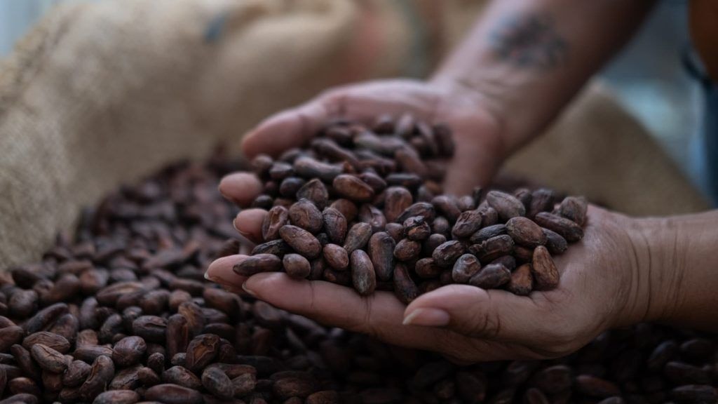 Editorial: Cocoa producer price hike rewards farmers