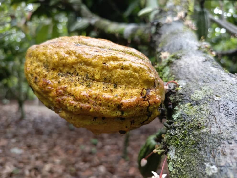 Mixed reactions greet new cocoa price