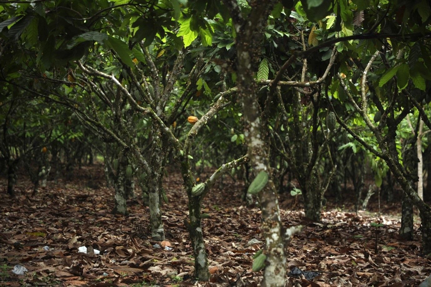 Ghana’s cocoa traceability system delivers bankable returns for farmers