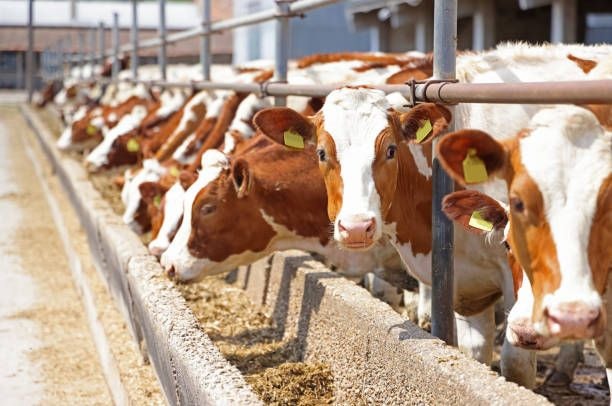 Editorial: Livestock breeding stations rehabilitation soon