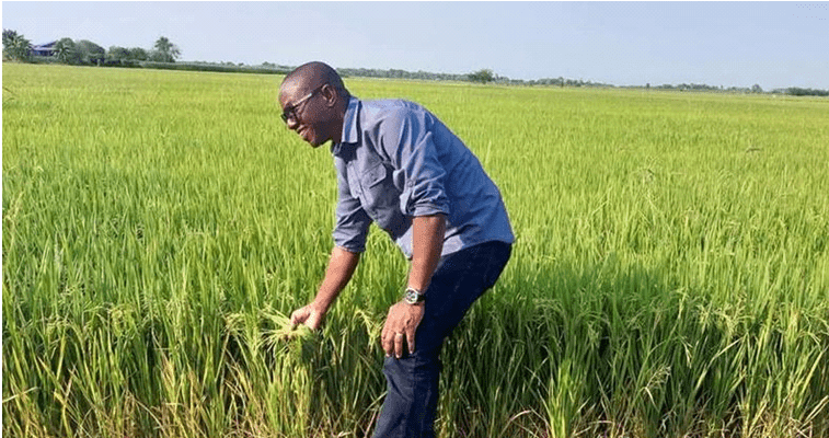 Implement, enforce import quotas to save local rice industry - researcher urges