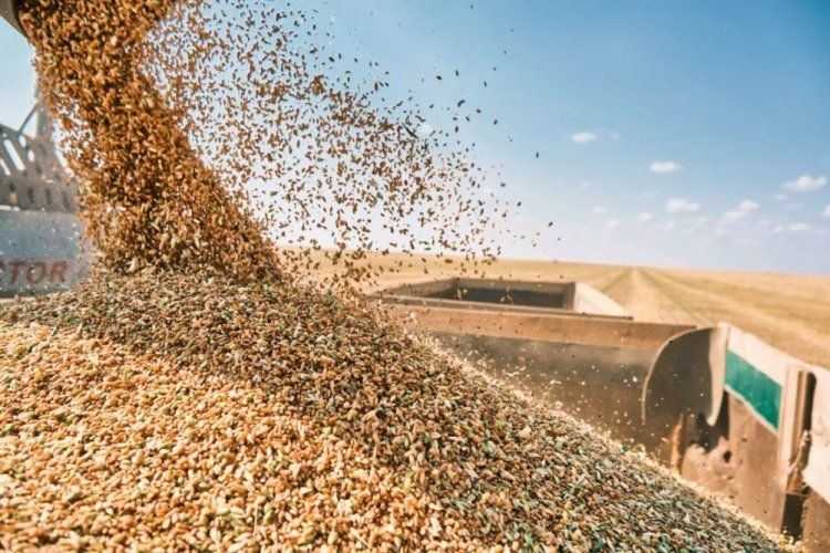 Grain surplus deepens farmers’ woes