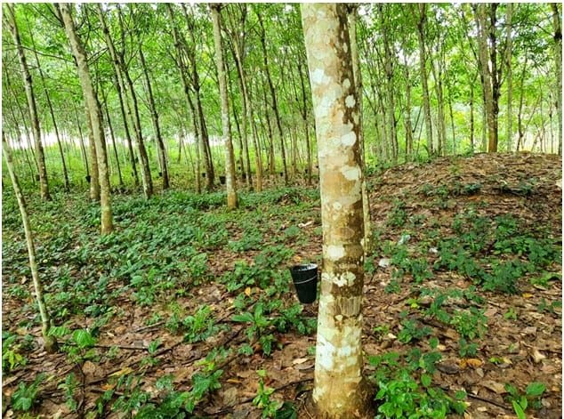 RUPAG applauds govt's 10-year raw rubber export ban