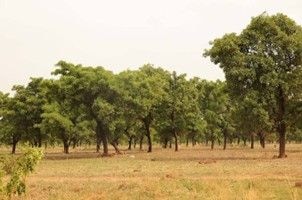 Shea trees touted as climate asset