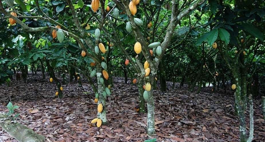 Beyond cocoa, gold and oil: Rethinking the growth model at 69