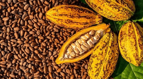Cocoa financing overhaul to gauge market appetite