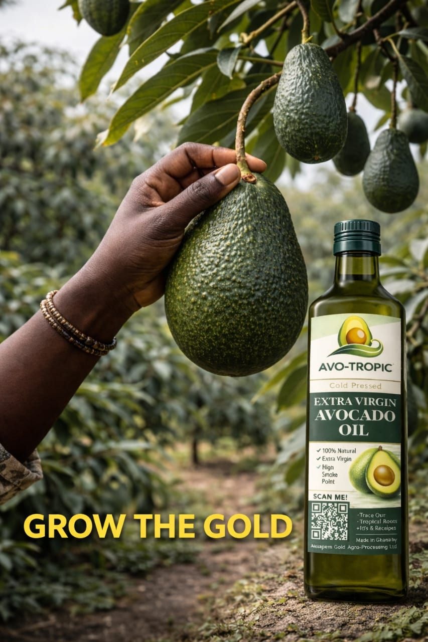 Avocado: Ghana’s next €2 billion export win