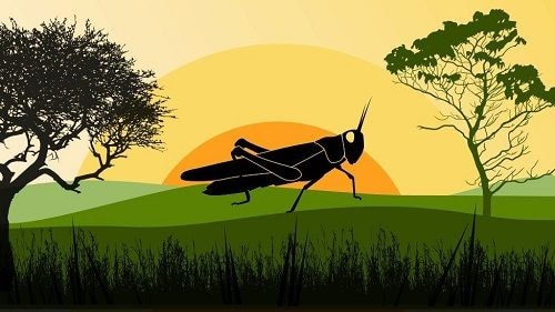 How locust swarms impact food security and poverty in Africa and South Asia