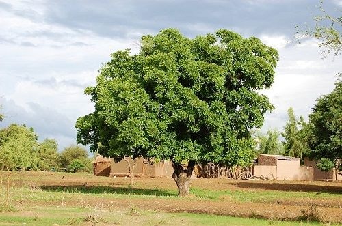 Editorial: Let’s protect shea trees for their economic importance