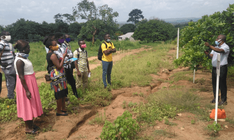 Poor planting materials & cultural farm practices account for low cashew yield