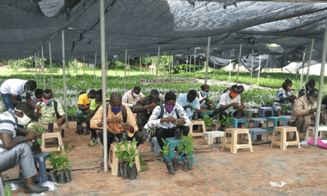 Poor planting materials & cultural farm practices account for low cashew yield