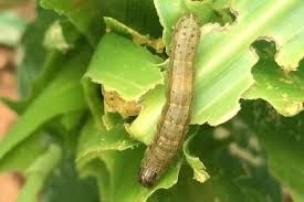 MoFA moves to contain Fall Army Worm outbreak