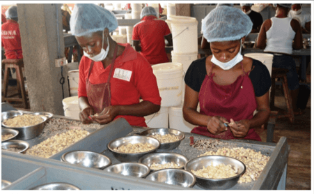 Cashew processing: challenges and opportunities in the sub-sector