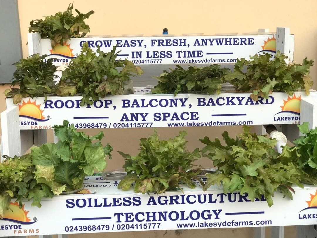 Planting without soil...a young entrepreneur’s innovation