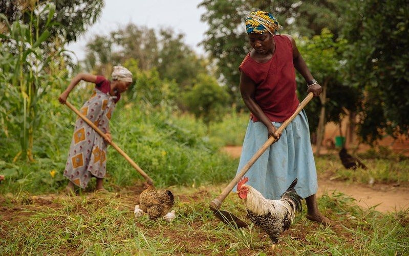 Farminista Africa: a social enterprise making farming easy and lucrative for women