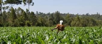 Editorial: Ayekoo to our gallant farmers & fisherfolk