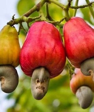 African cashew processing value to hit over US$3.3bn - But if….