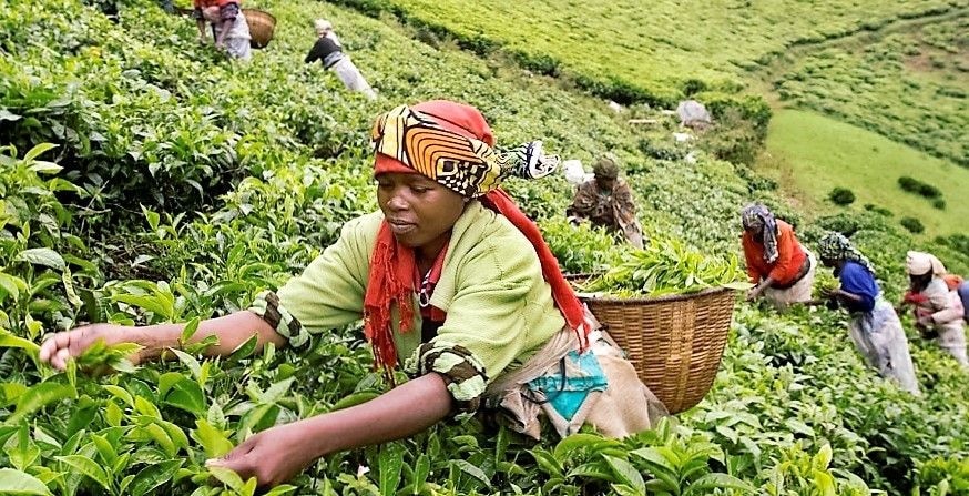 ECOM – creating prosperity for farmers via innovation, efficiency and empowerment