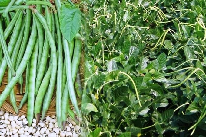 PBR cowpea researchers lauded for maintaining protocols