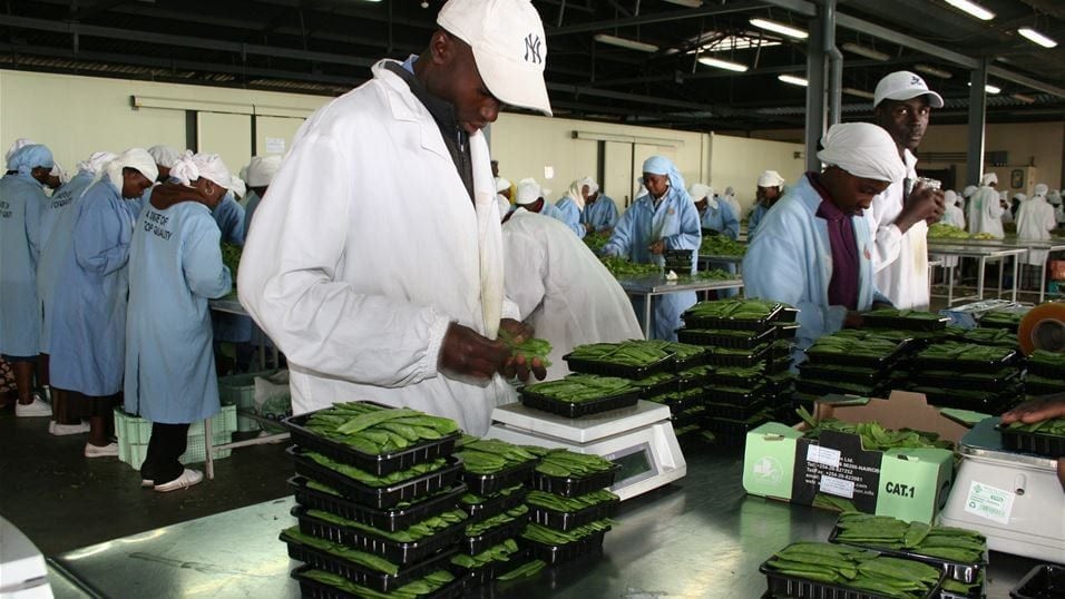 Gov’t targets US$1bn revenue from vegetables export within 7yrs