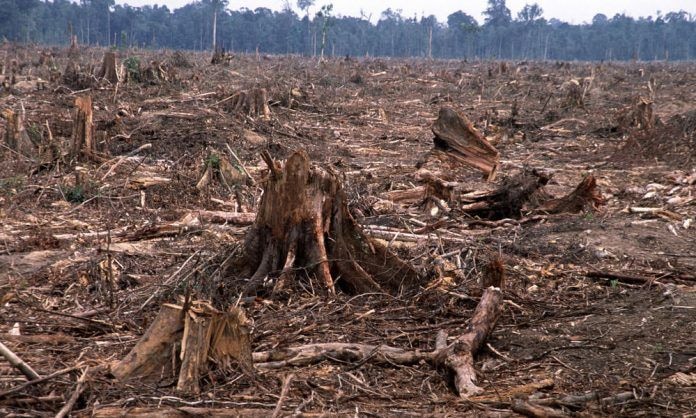 Ghana committed to forest restoration