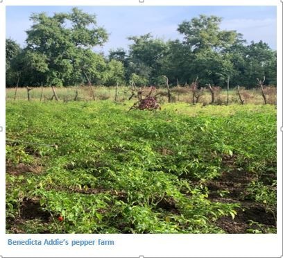 Kuyiyem Group in Kajelo get a value chain….after BUSAC Fund sponsored training
