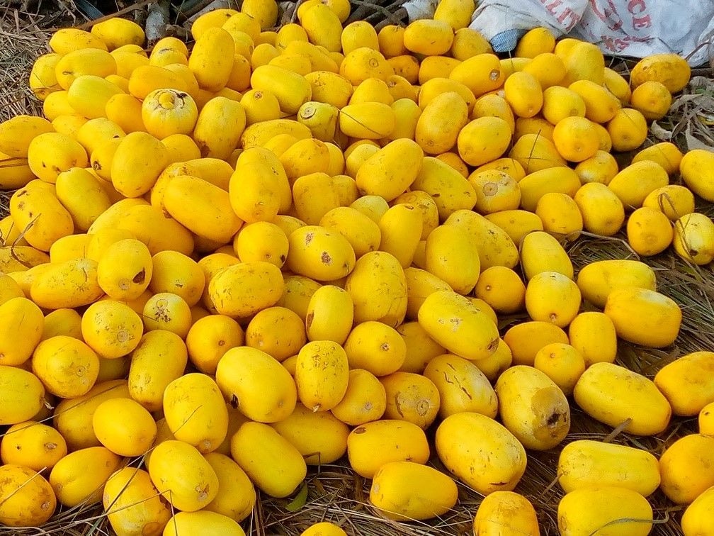 Yellow melon fruit left to rot on farms…as farmers bemoan lack of market