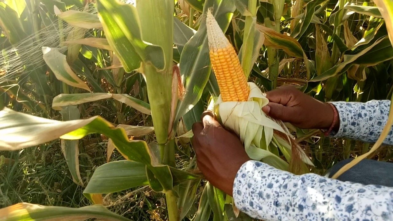Farmers in the north hoard maize in anticipation of high prices