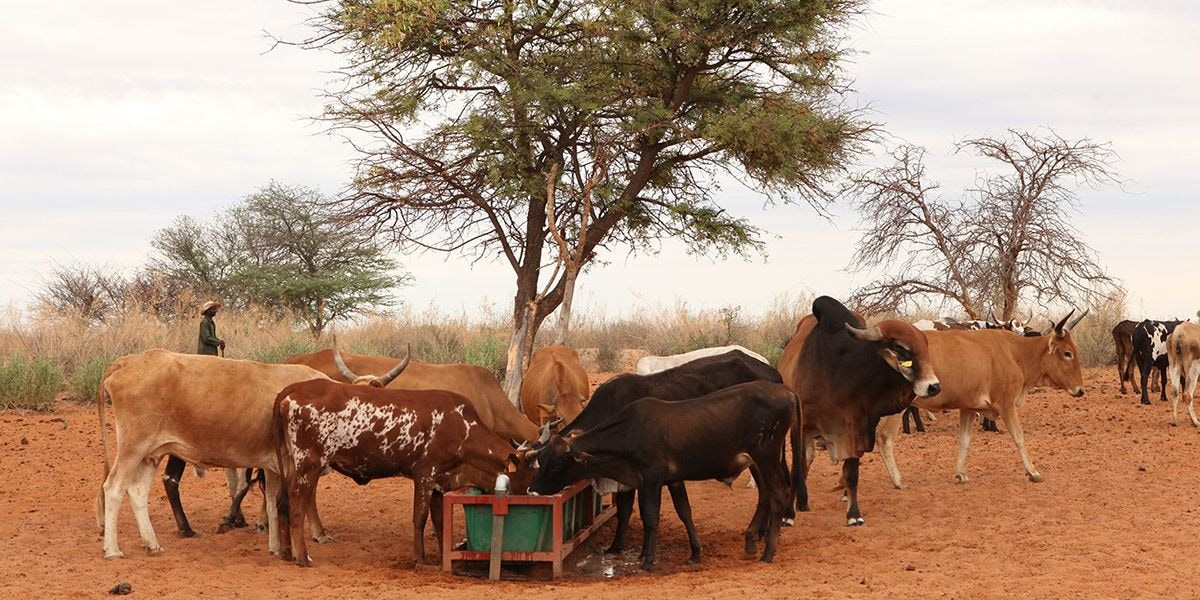 New report untangles risks and benefits of food from livestock for sustainable healthy diets