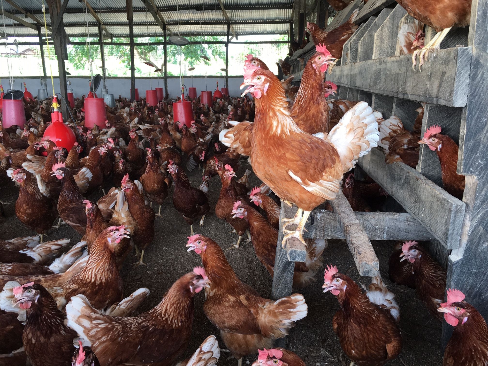 Outbreak of Bird Flu: Seven farms affected so far in Ghana