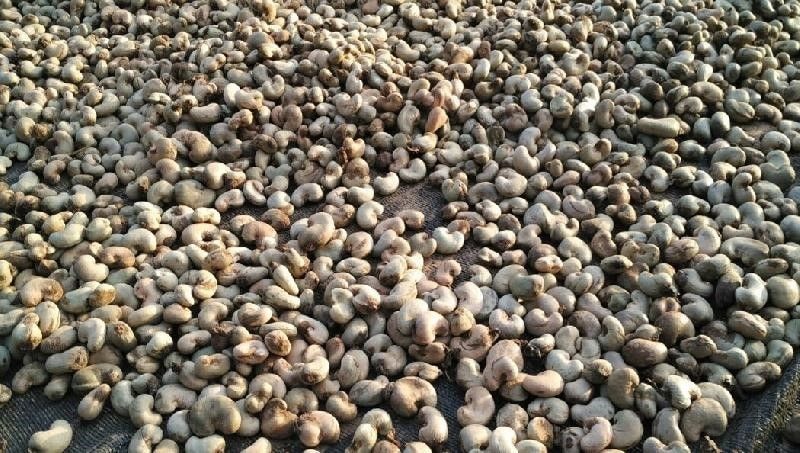 GCX targets 20,000MT raw cashew for auction next season