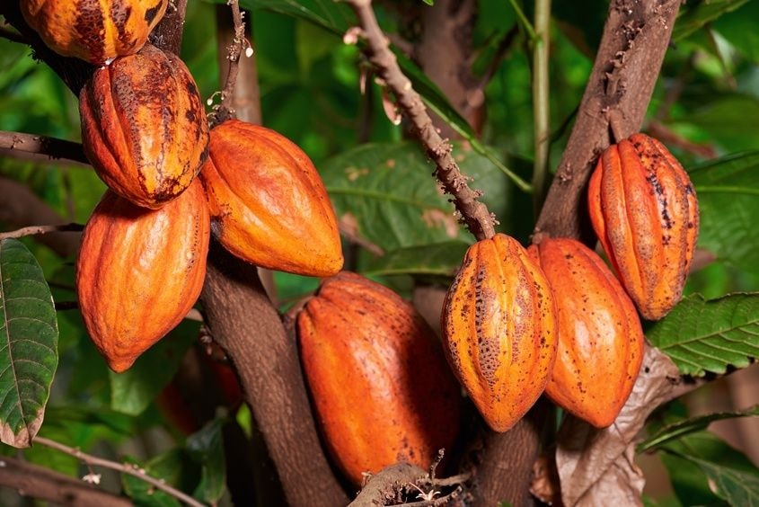 The cocoa sector & Europe's renewed lab-grown chocolate agenda