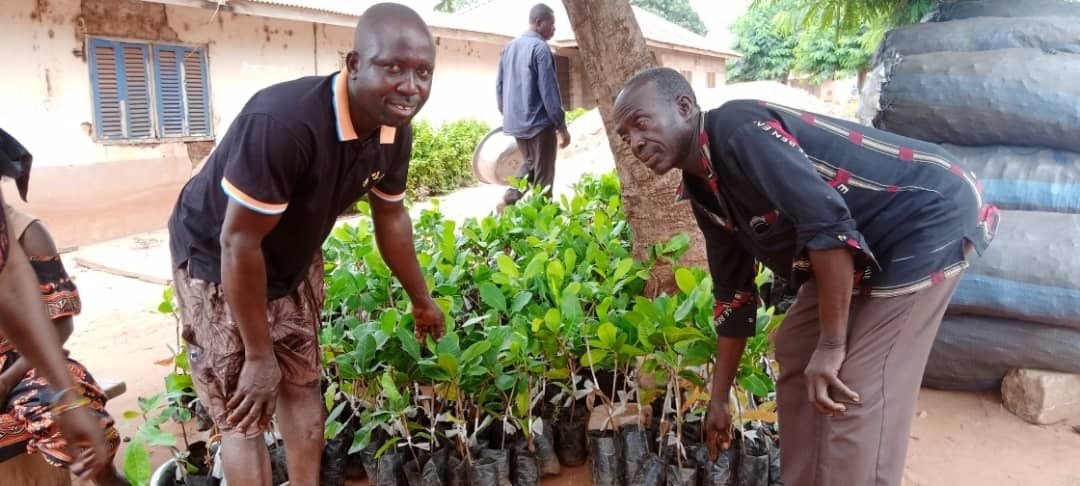 Farmers in 8 districts receive 19,000 cashew seedlings from CNFA