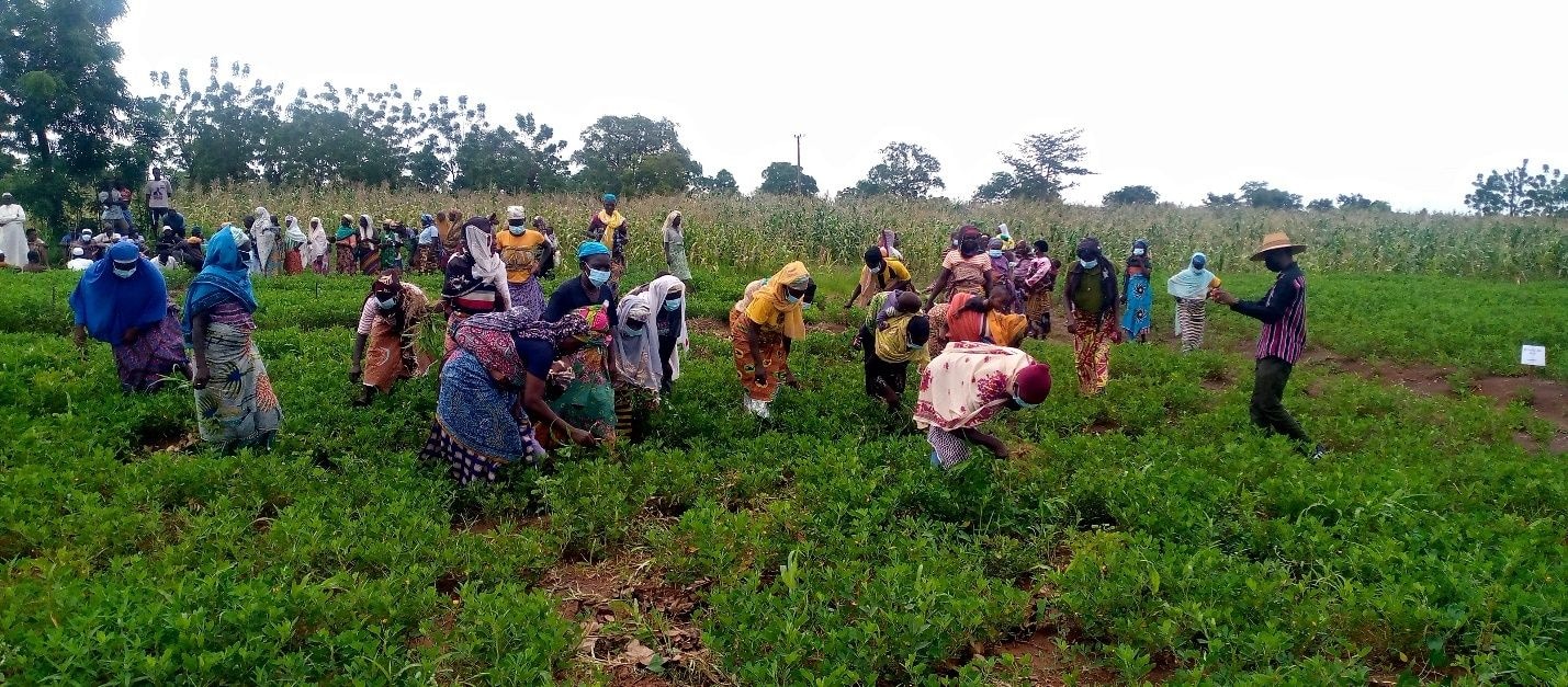 CSIR-SARI develops new groundnut varieties to enhance food security
